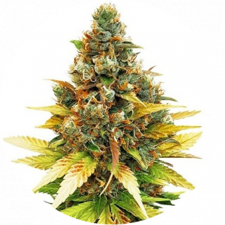 Семена марихуаны купить сорт Satori Auto Fem.