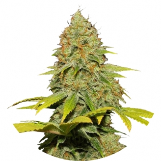 Семена марихуаны купить сорт Jack Herer Reg.